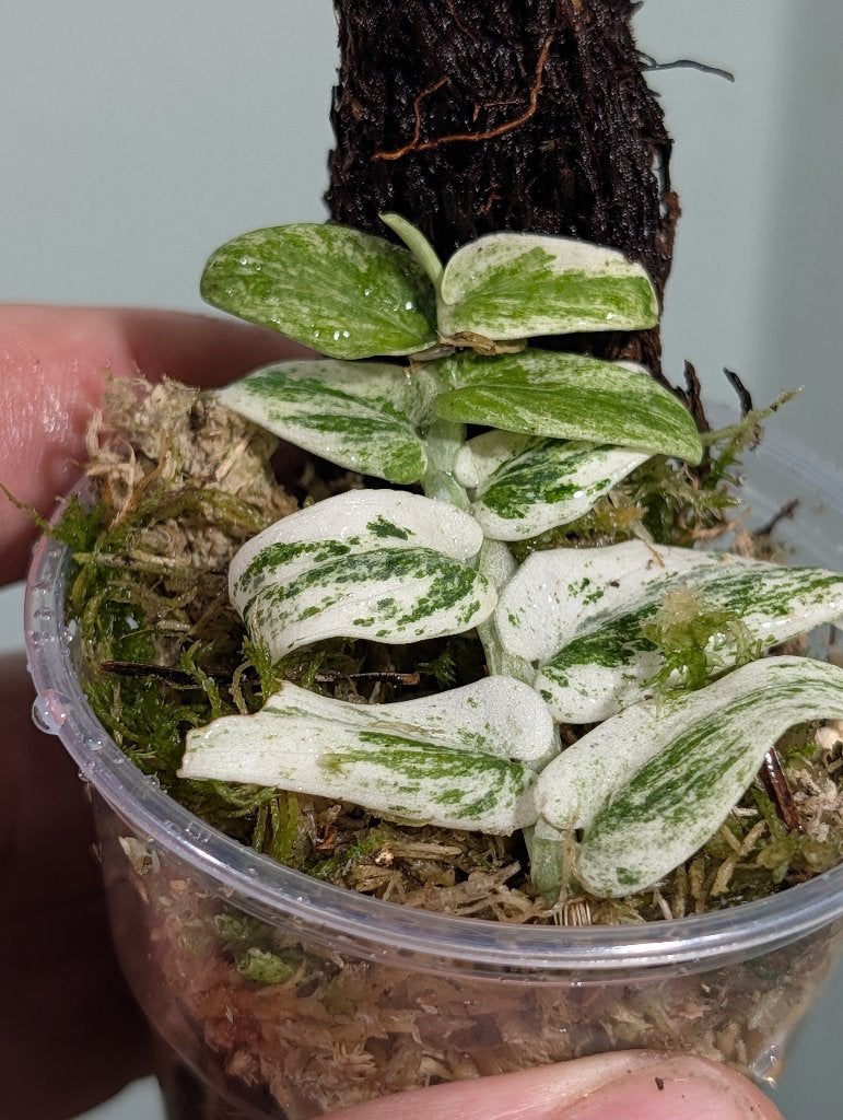 zeldzame Raphidophora tenuis variegata, Overige soorten, In pot, Minder dan 100 cm, Bloeiende kamerplant