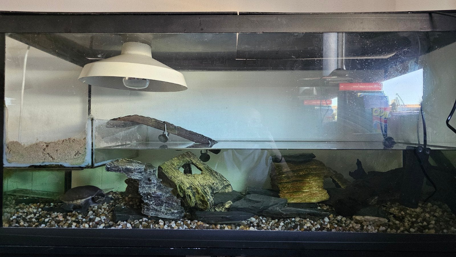 2 waterschildpadden met compleet aquarium en toebehoren, Dieren en Toebehoren, Ophalen of Verzenden, Leeg aquarium
