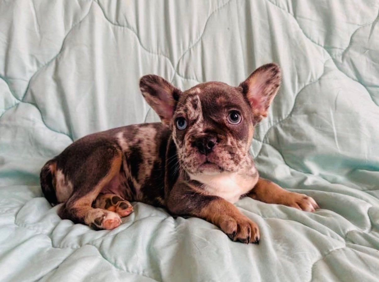 Franse bulldog pups, Parvo, 8 tot 15 weken, Bulldog, Meerdere