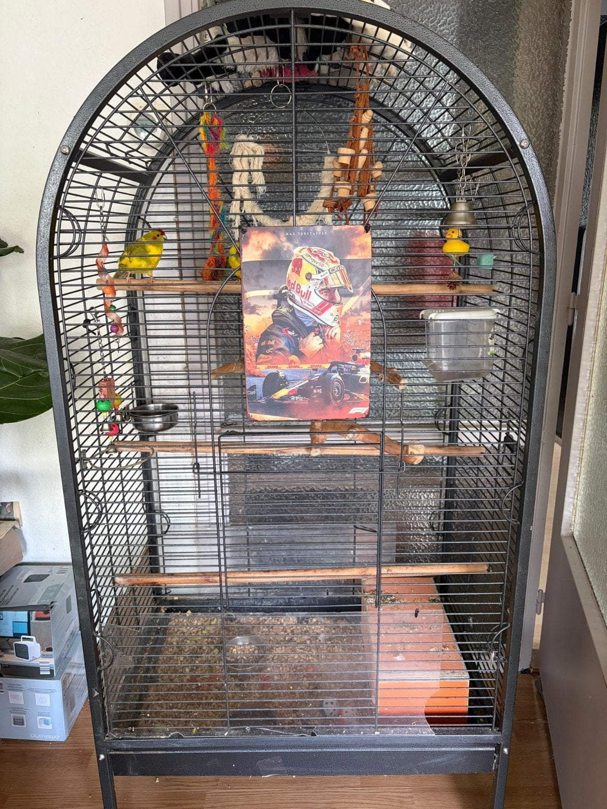 lieve kakariki's zoeken een nieuw thuis