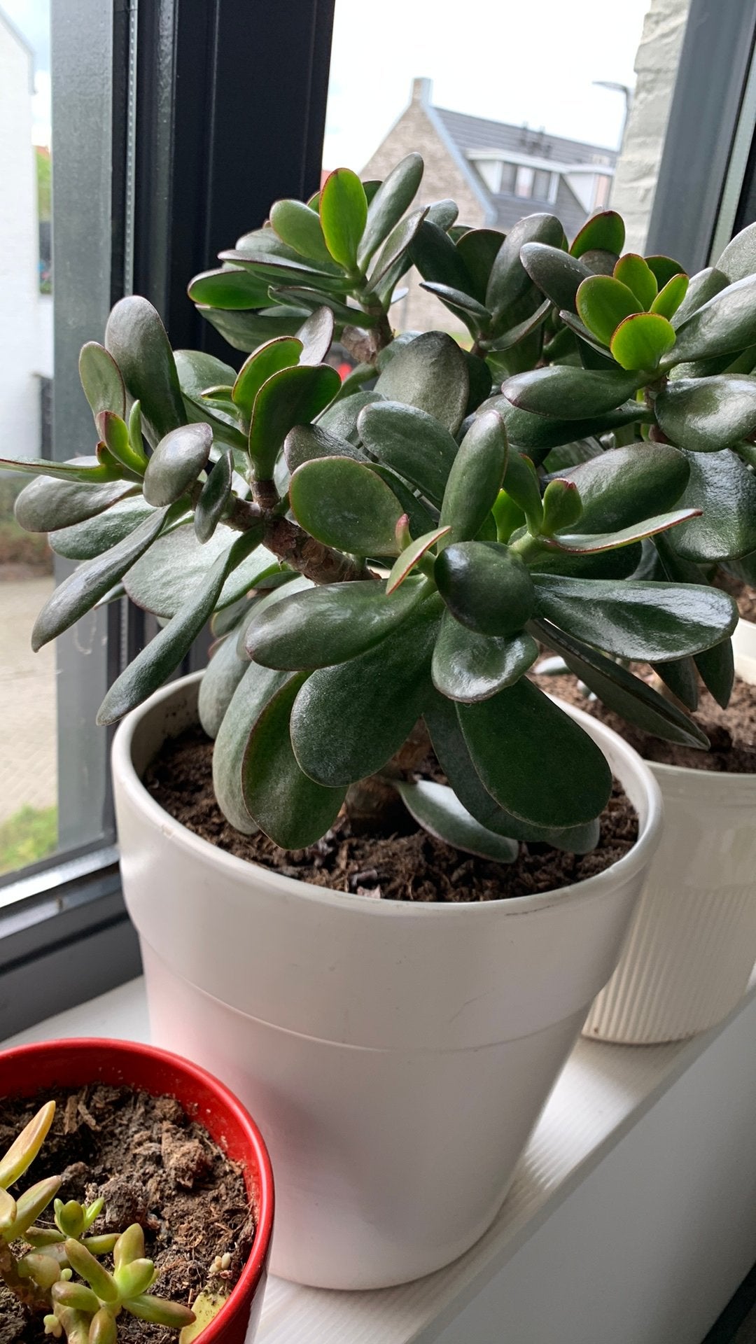 Vet plant met pot €15, Huis en Inrichting, Kamerplanten, Ophalen, Halfschaduw, Minder dan 100 cm