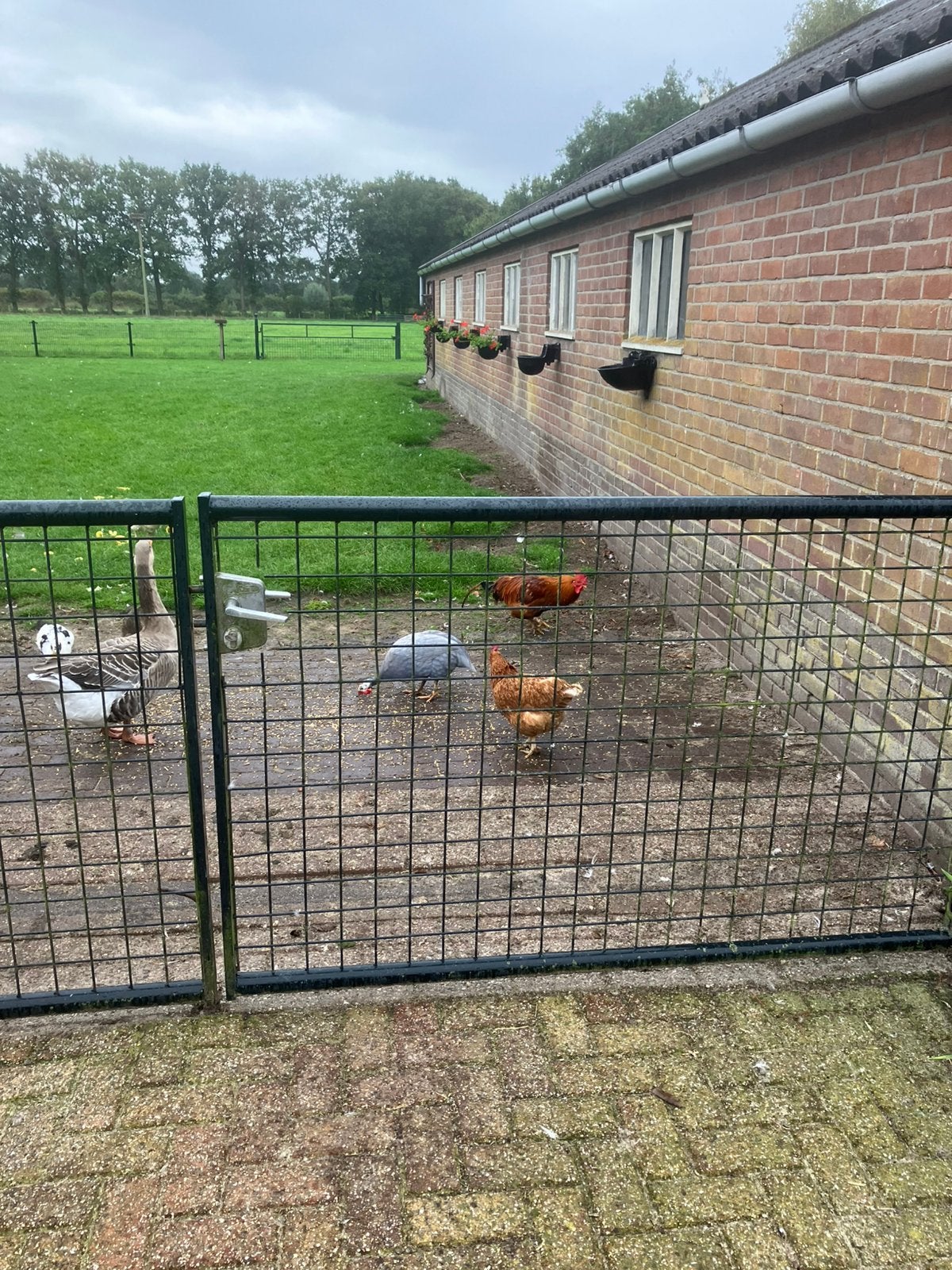 6 jonge loopeenden,ze zijn van 21juli ., Dieren en Toebehoren, Geslacht onbekend, Eend
