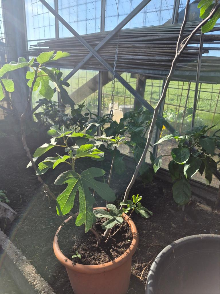 Vijg te koop, Ophalen, Minder dan 100 cm, In pot, Vijgenboom