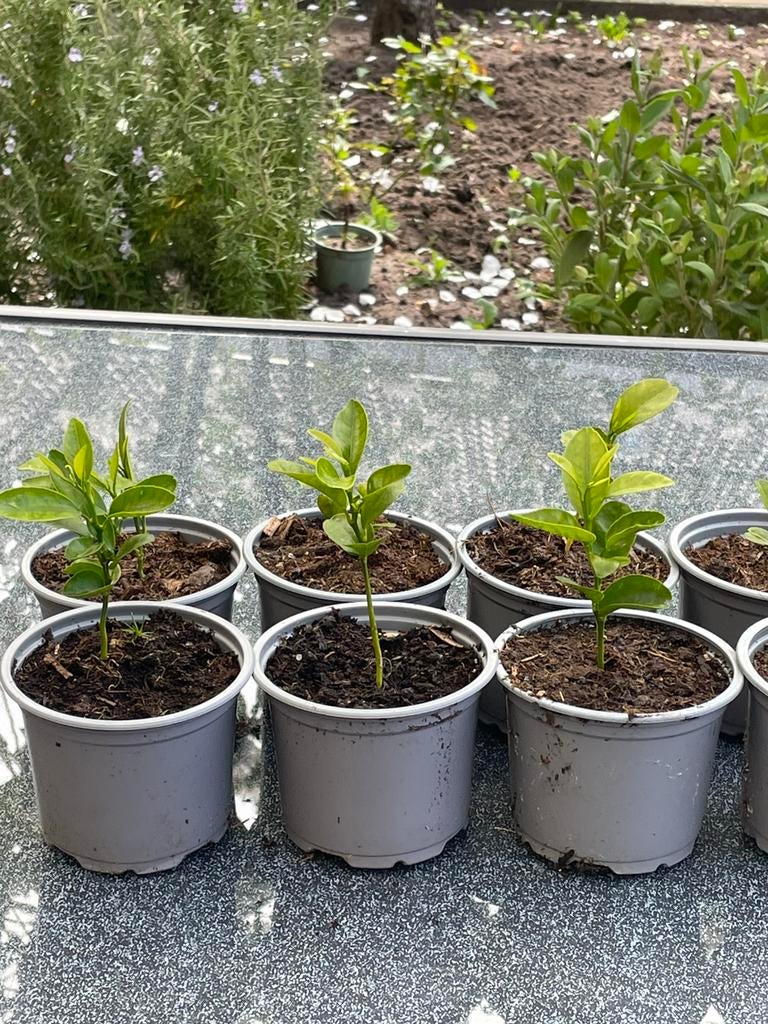 Citroen plantjes.   Per pot voor €0,50, Ophalen, Overige soorten, Zomer
