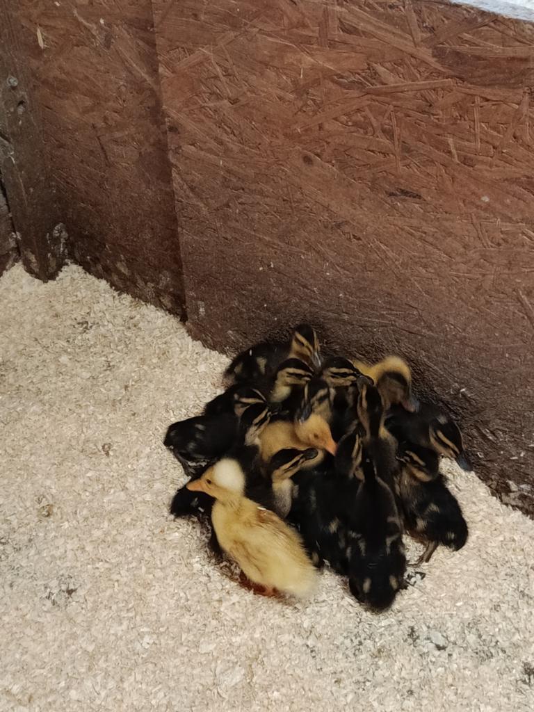 Kuifeenden te koop, Dieren en Toebehoren, Pluimvee