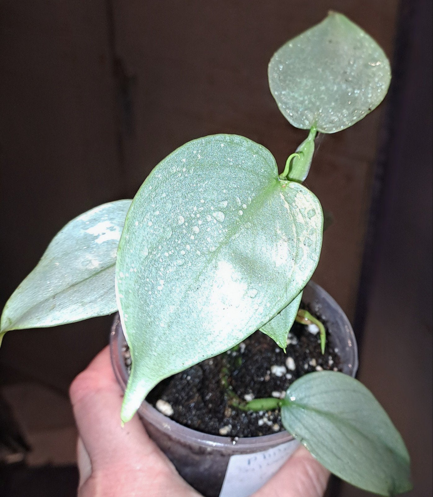 Philodendron Silver Sword, Huis en Inrichting, Ophalen of Verzenden, Halfschaduw, Minder dan 100 cm