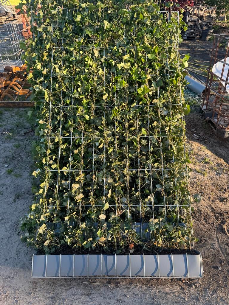 6 meter Kant-en-klare Hedera haag 180cm hoog, Ophalen, Overige soorten, Haag, 100 tot 250 cm