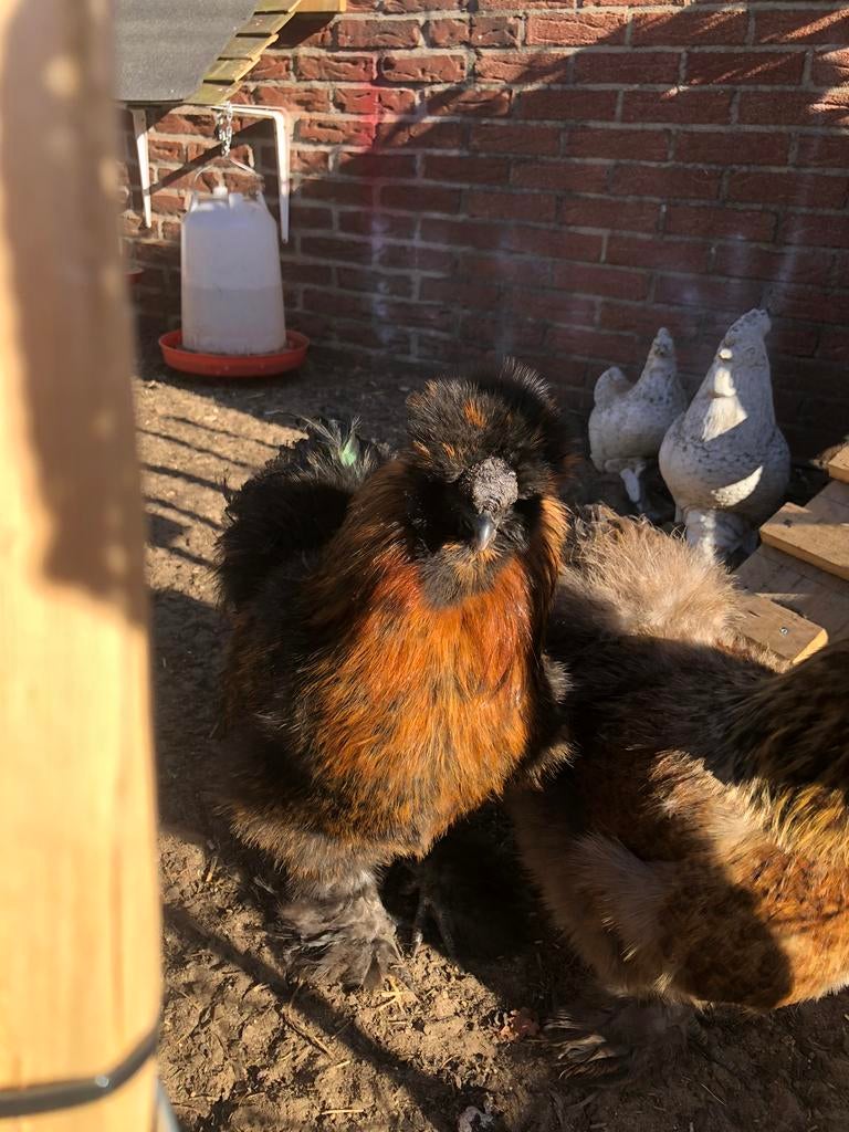 Zeidehoen haan, Dieren en Toebehoren, Mannelijk, Kip