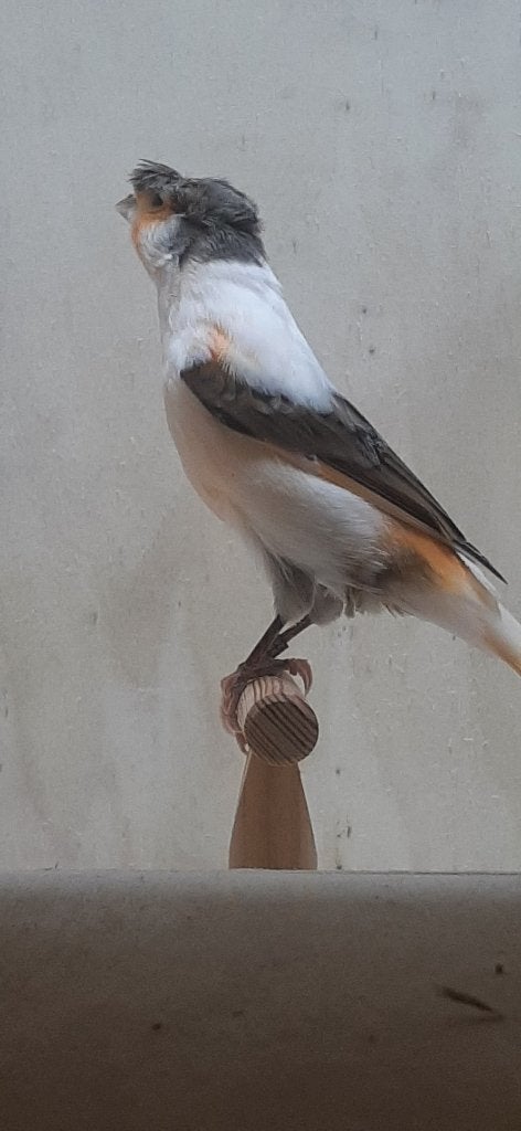 Harlekijn Kanaries, Dieren en Toebehoren, Meerdere dieren, Postuurkanarie