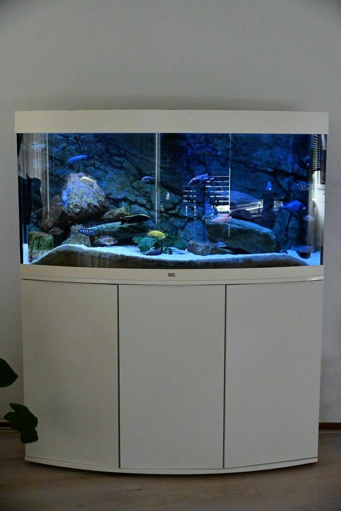Juwel vision 260 aquarium compleet incl. malawi cichliden, Dieren en Toebehoren, Vissen | Aquaria en Toebehoren, Ophalen, Inclusief vissen