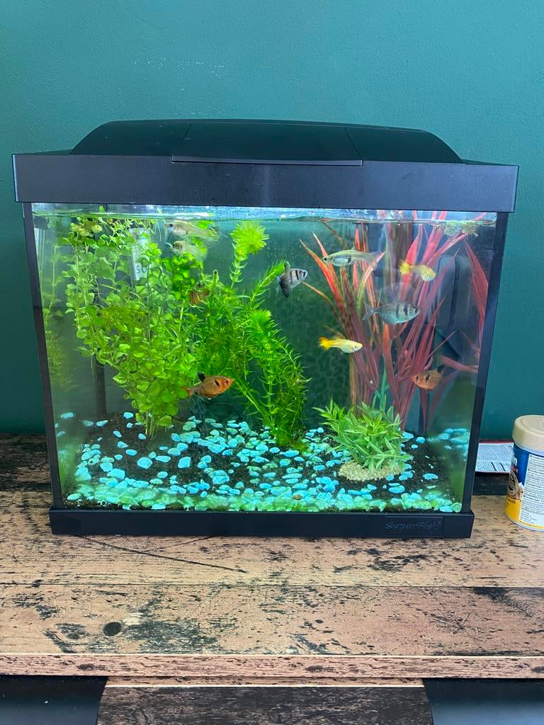 Compleet klein aquarium, Ophalen, Superfish, Inclusief vissen, Gevuld zoetwateraquarium
