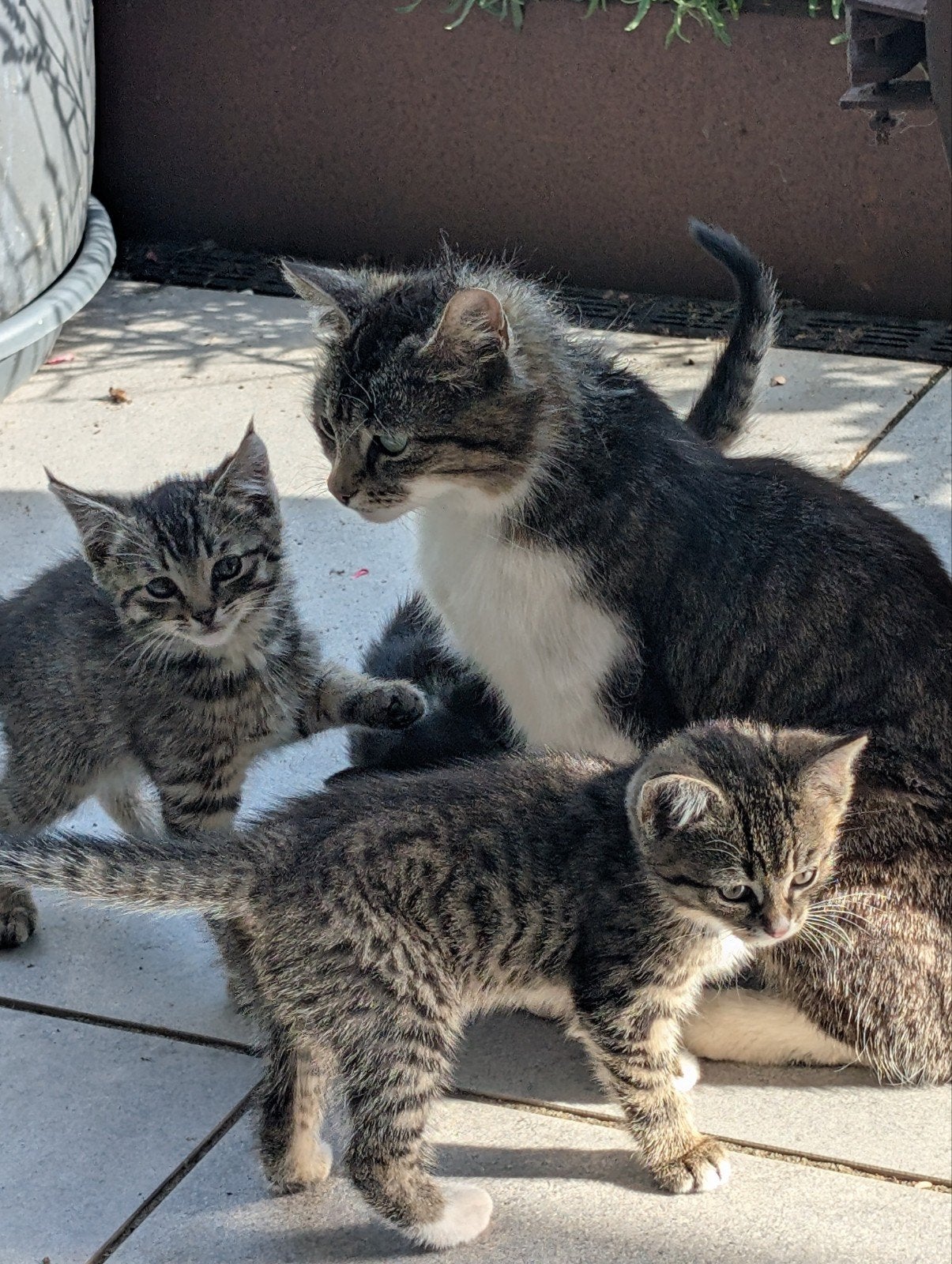 Te koop verschillende leuke kittens., Dieren en Toebehoren, Meerdere dieren, Kortharig, 0 tot 2 jaar