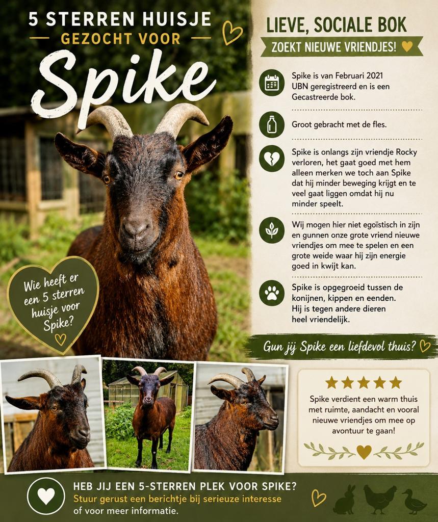 5 sterren huisje gezocht voor lieve Bok, Dieren en Toebehoren, Schapen, Geiten en Varkens, Mannelijk, Geit, 3 tot 5 jaar