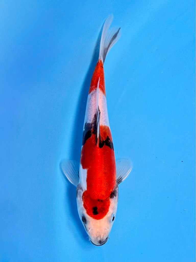 Japanse Koi – Marushi | Doitsu Showa | Incl Certificaat, Karper of Koi