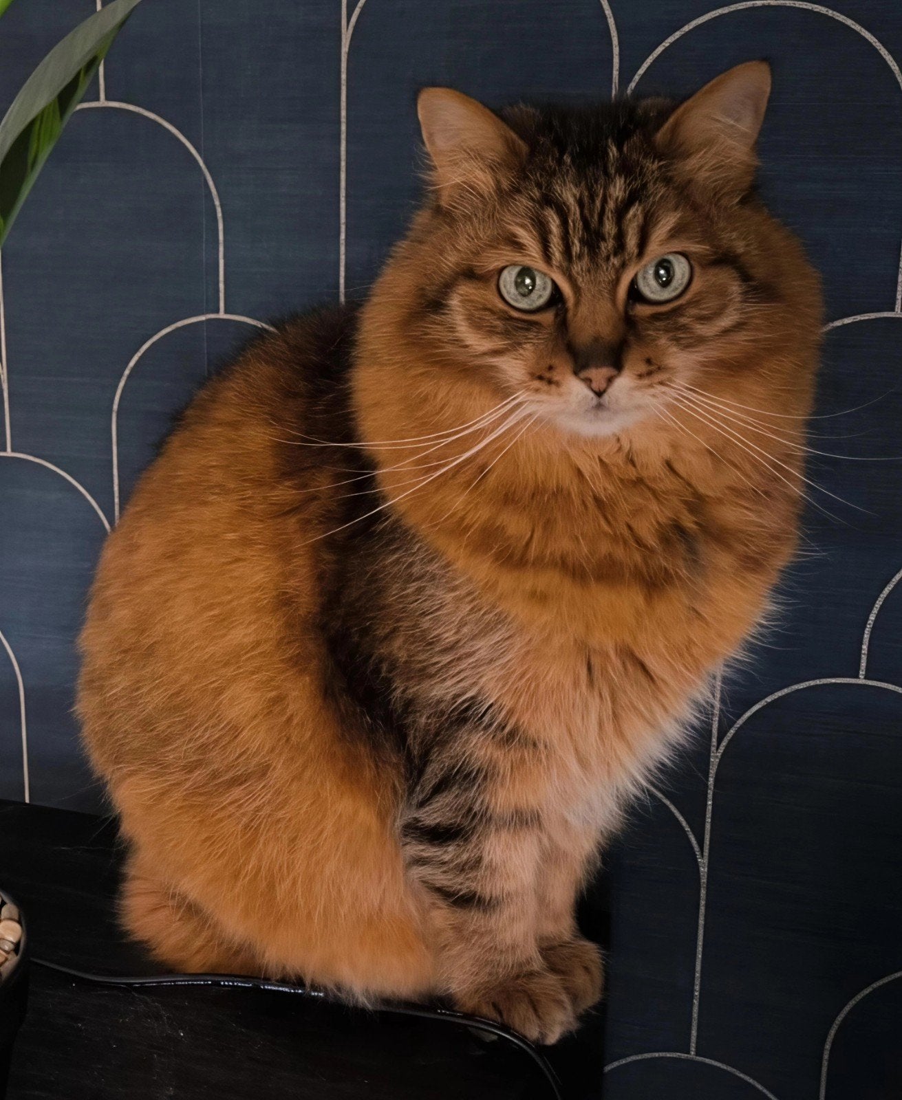 Tijger Boskat 13 jaar gecastreerd., Kater, Langharig, 6 jaar of ouder