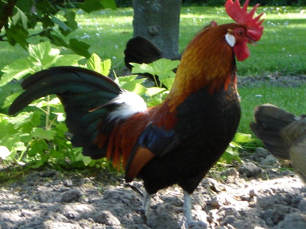pluimvee, Dieren en Toebehoren, Pluimvee, Meerdere dieren, Kip