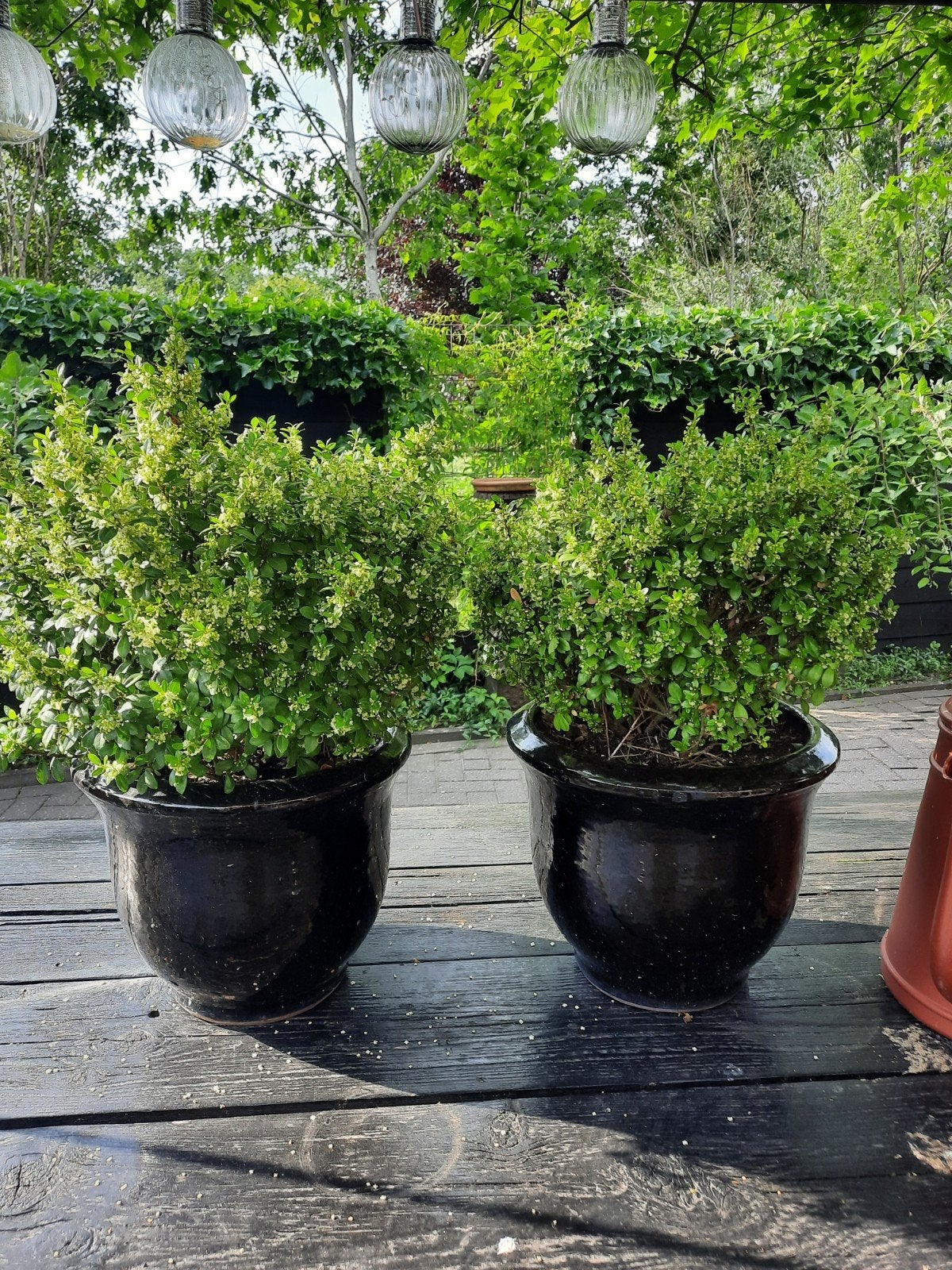 2 x Ilex Crenata struiken bollen planten / samen, Verzenden, Buxus, Minder dan 100 cm