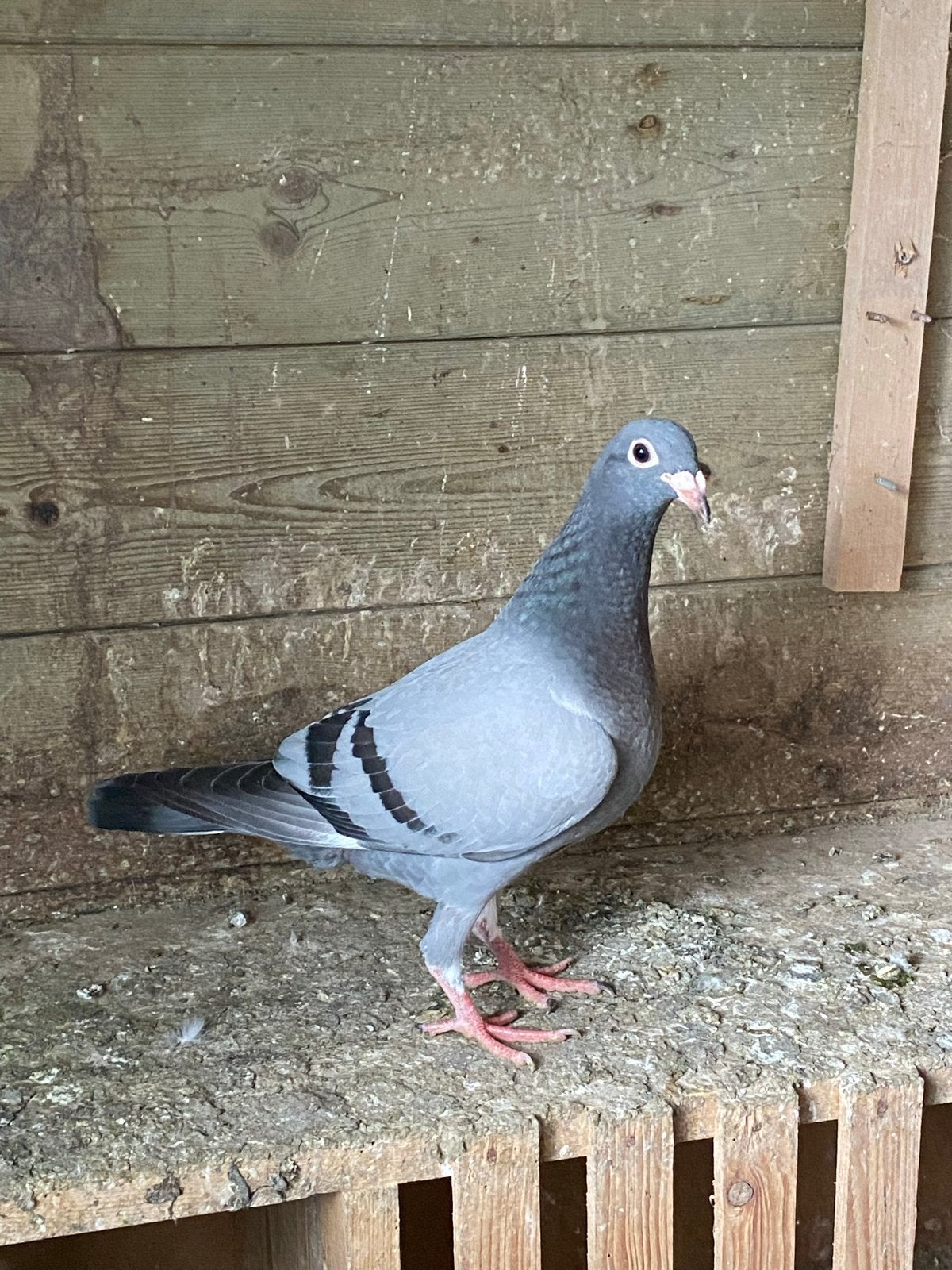 Jonge postduif, Dieren en Toebehoren, Vogels | Duiven, Postduif