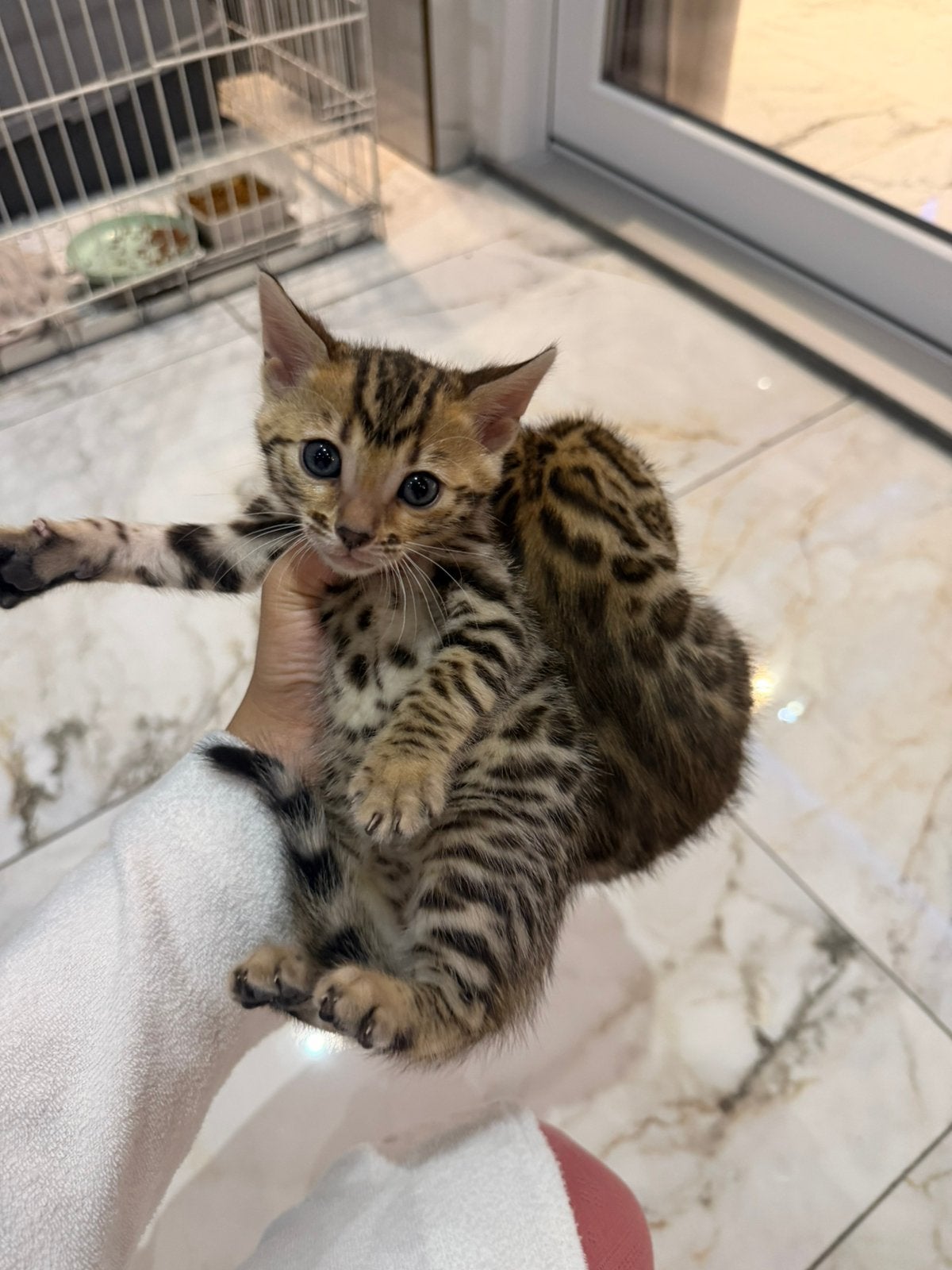 Bengaalse kittens, Dieren en Toebehoren, Meerdere dieren, Ontwormd