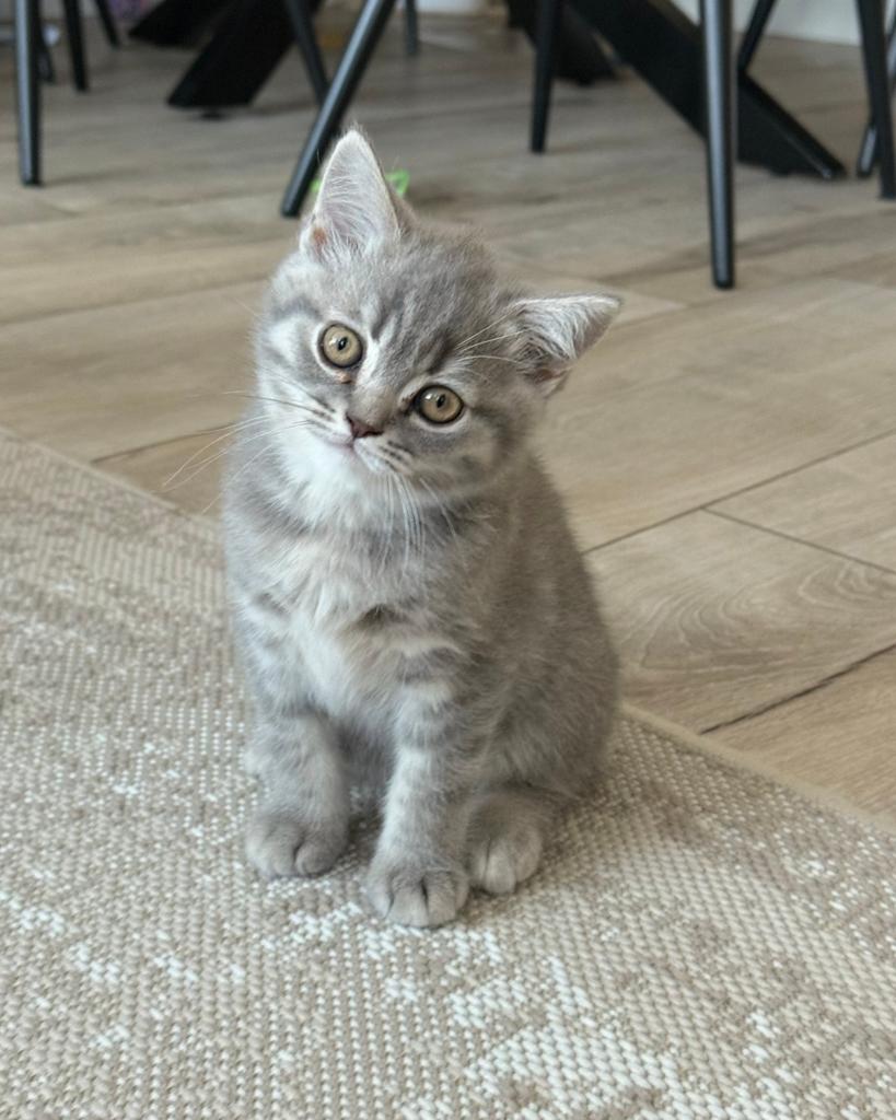 Britse korthaar kittens, mogen direct verlaten, Meerdere dieren, Ontwormd