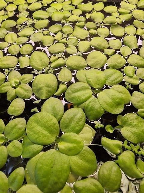 Amazone kikkerbeet, Ophalen, Nieuw, Plant(en), Steen of Hout