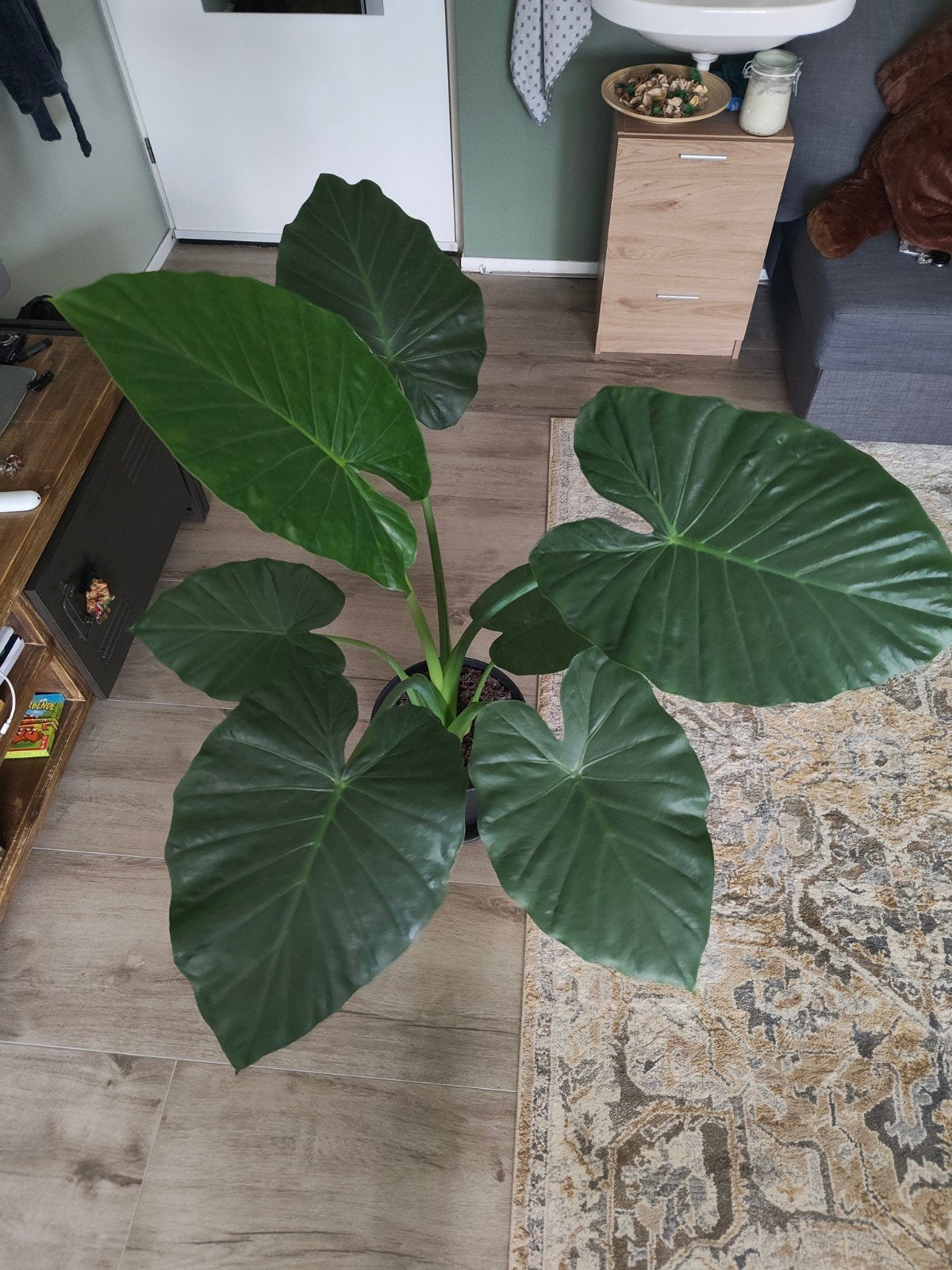 Olifantsoor plant (Alocasia macrorrhiza) 120 cm, Huis en Inrichting, Kamerplanten, Ophalen, Halfschaduw