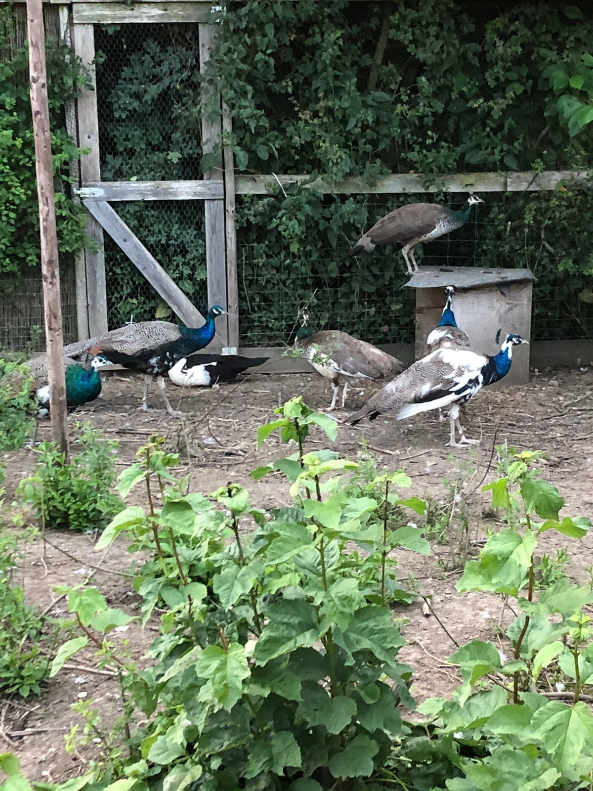 Mooie pauwen, Dieren en Toebehoren, Pluimvee, Meerdere dieren, Overige soorten