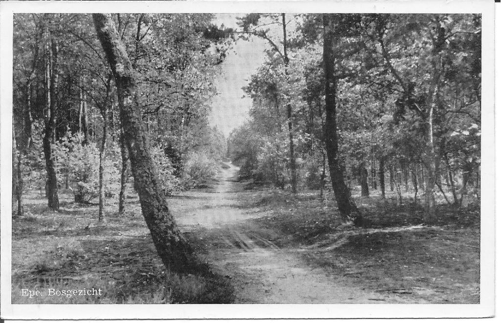 Epe Boschgezicht., Ophalen of Verzenden, 1940 tot 1960, Ongelopen, Gelderland
