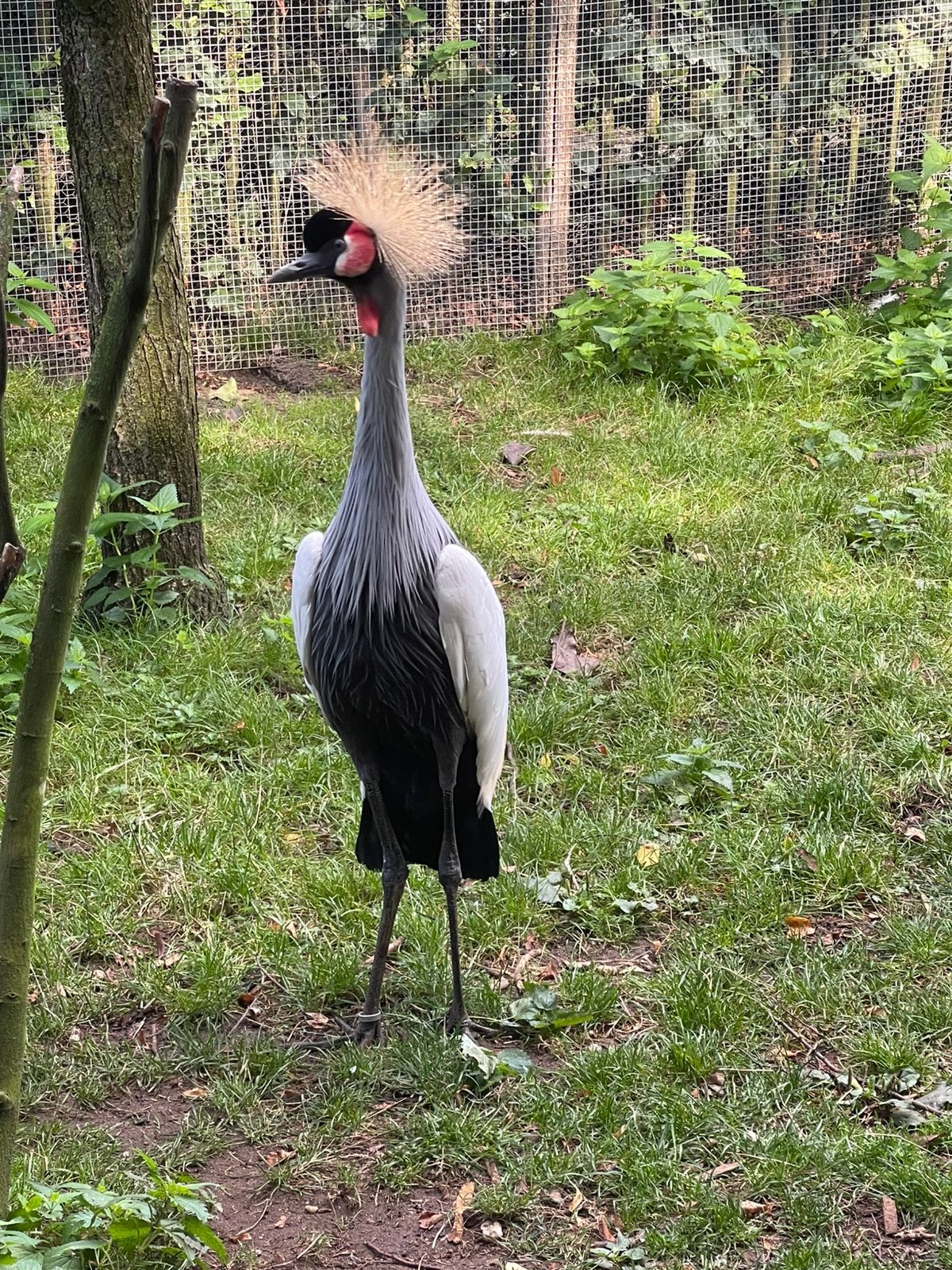 0-1 Grijze Kroonkraanvogel hen van 2024, Dieren en Toebehoren, Vrouwelijk, Overige soorten