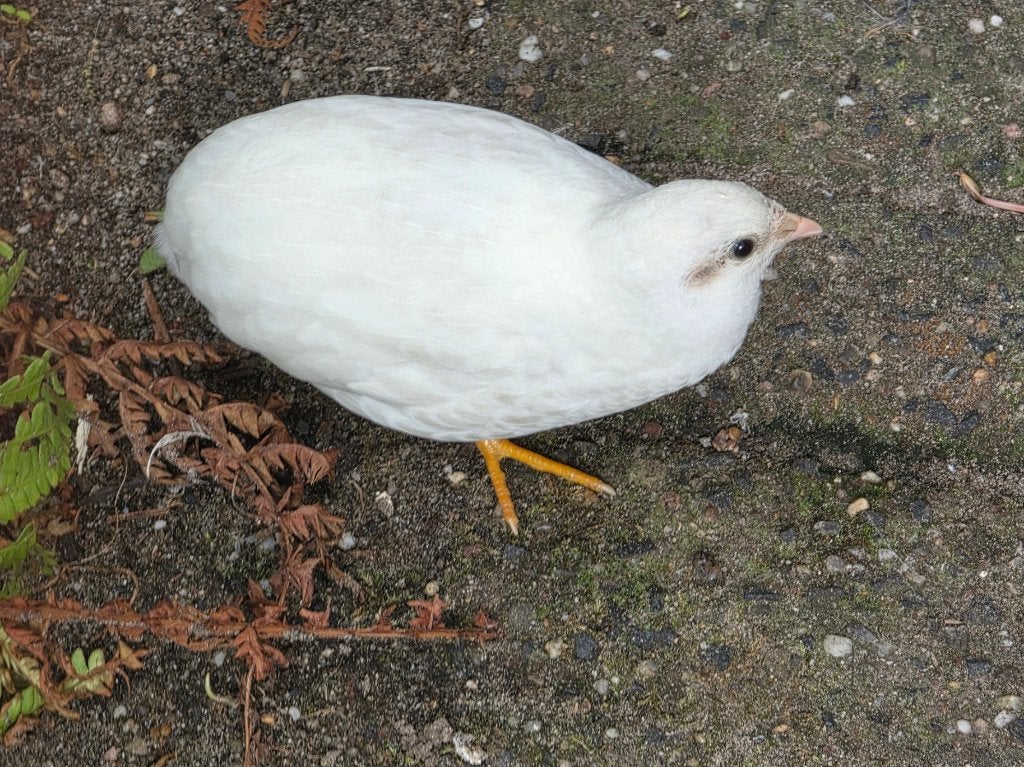 Chinese dwergkwartels natuurbroed, Ophalen, Zo goed als nieuw, Kooi-accessoires