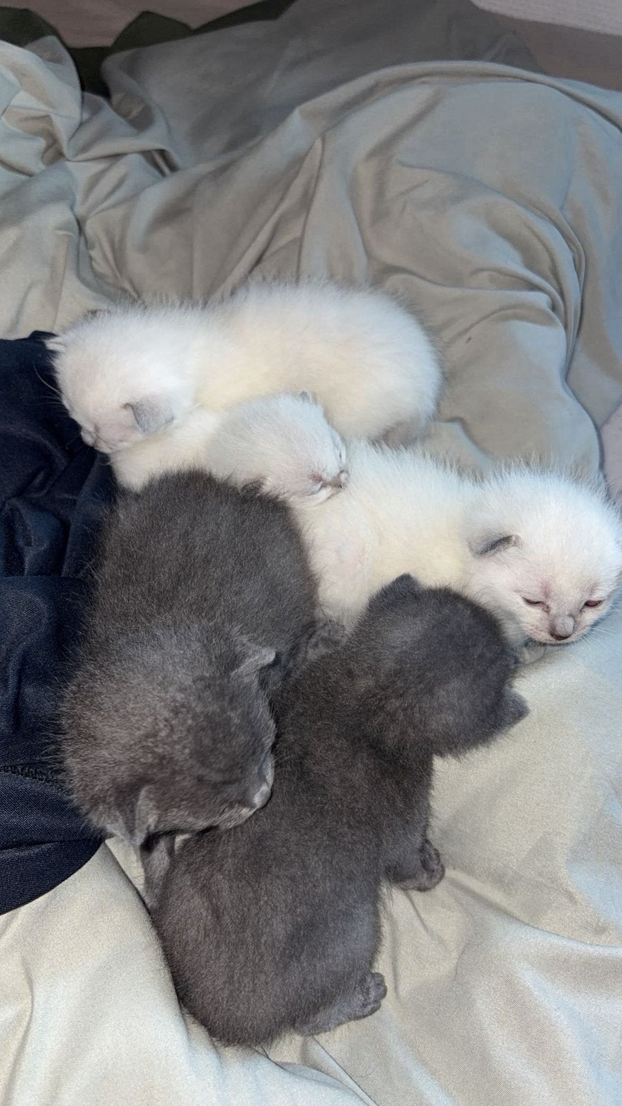 Britse korthaar mix siamese 2 mannetjes (wit), Meerdere dieren, Gechipt