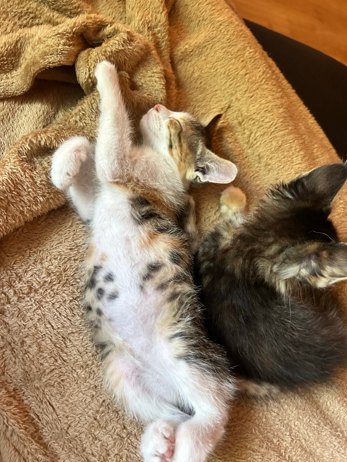 Kittens