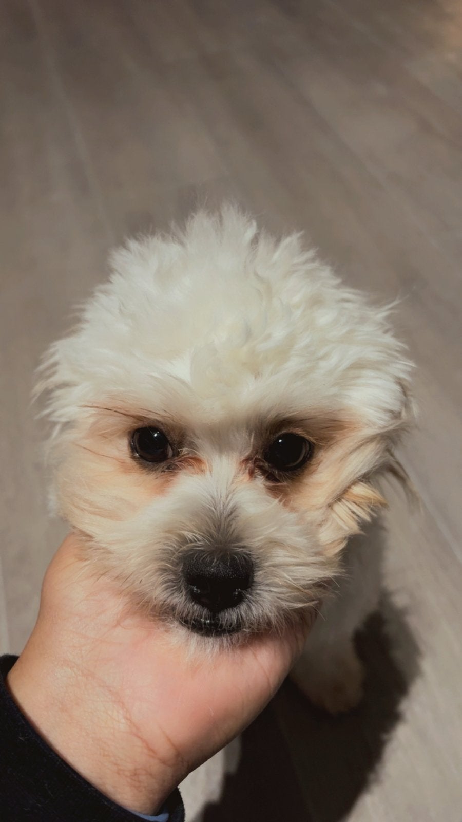 Maltipoo shi tzu mix, Particulier, 15 weken tot 1 jaar, Buitenland, Teef