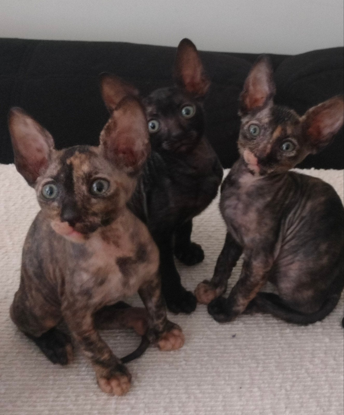 Prachtige Raszuivere Cornish Rex kittens, Meerdere dieren, Gechipt, 0 tot 2 jaar