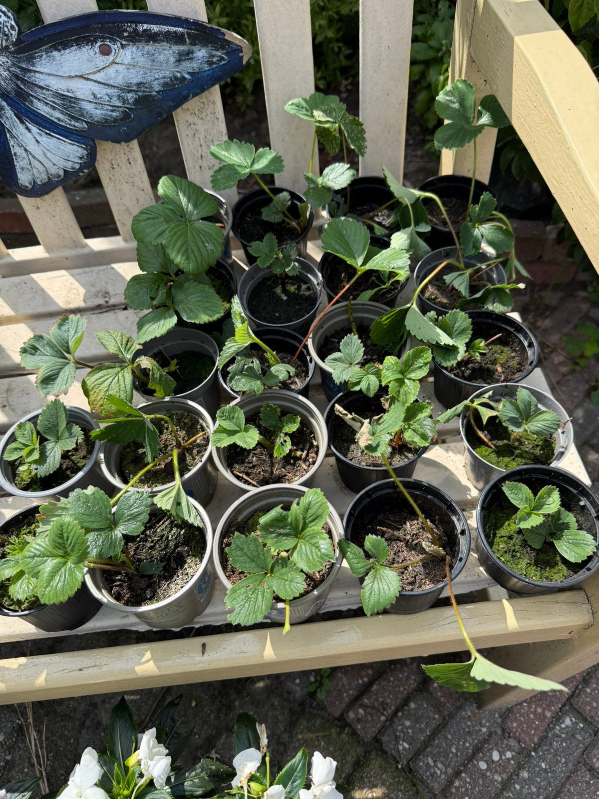 Aardbei stekjes, Ophalen, Volle zon, Tweejarig, Zomer