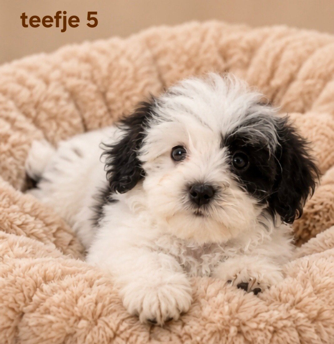 super speelse boomer pups. Maltezer x shih tzu, Overige rassen, 8 tot 15 weken, CDV (hondenziekte), Meerdere