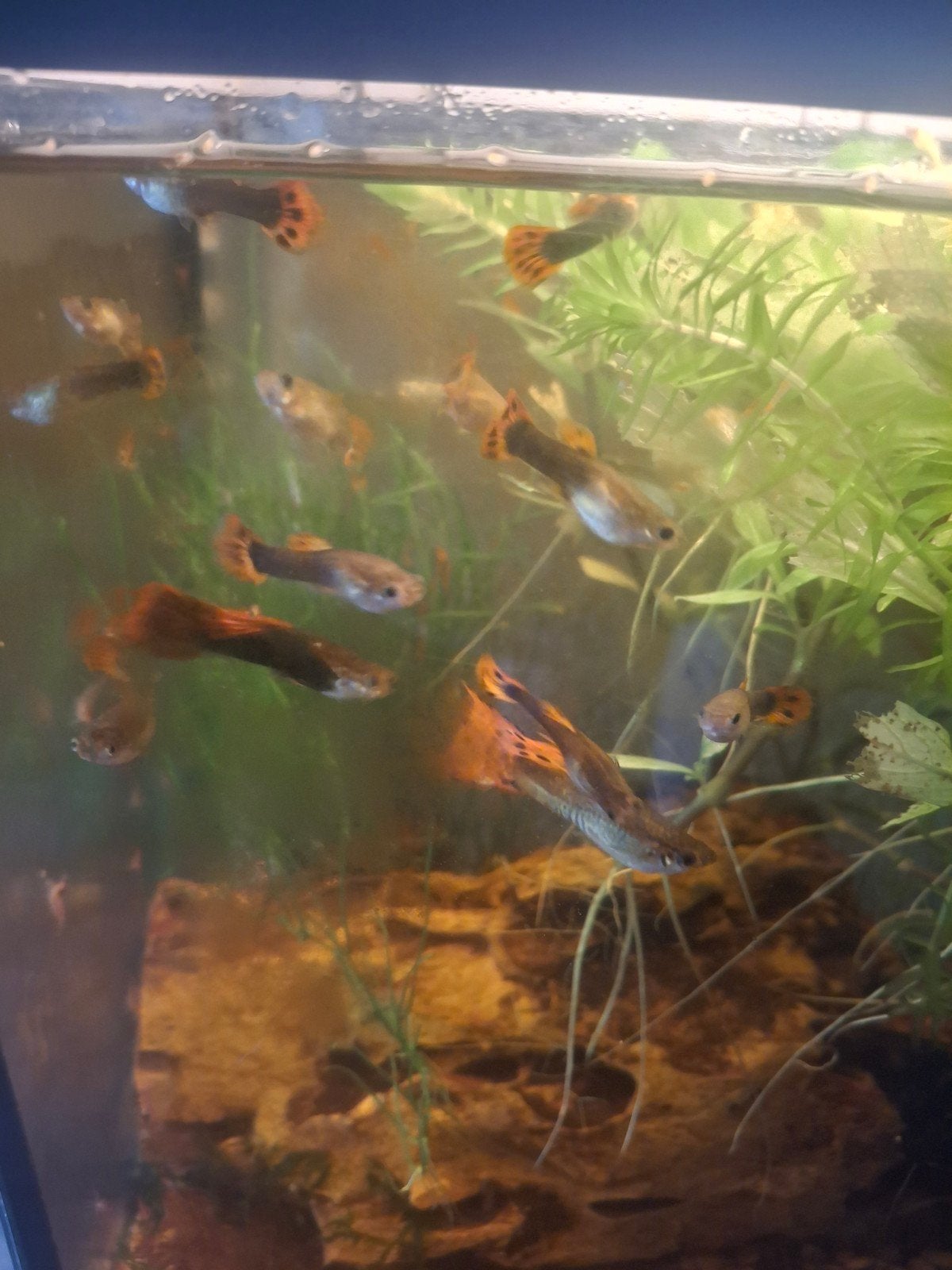 guppen, Dieren en Toebehoren, Vissen | Aquariumvissen, Vis