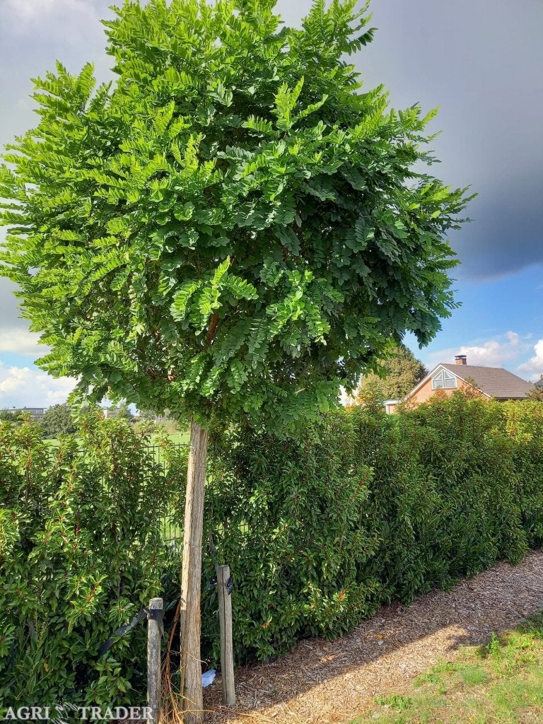 bomen bolacasia, Ophalen of Verzenden