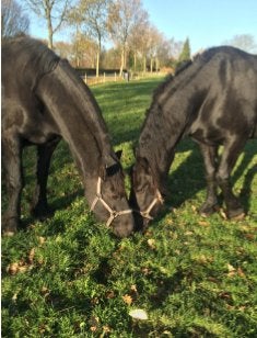 Gezocht fijne wei voor mijn 2 friese paarden in Velden., Dieren en Toebehoren, Stalling en Weidegang, Weidegang, 2 of 3 paarden of pony's