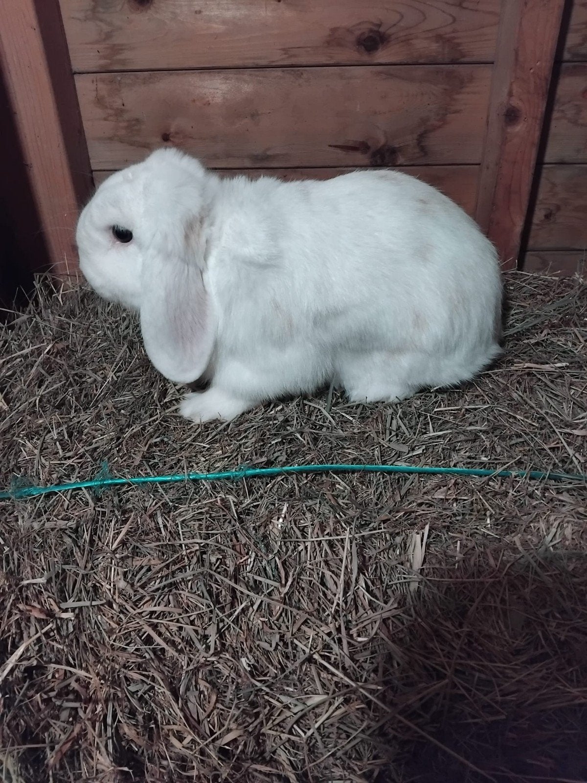 te koop hangoor  gecastreerd 2 jaar oud, Mannelijk, Hangoor