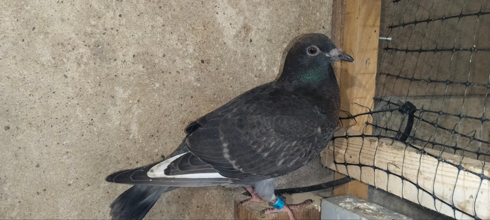 Kleurpostduiven kleurpostduif ., Dieren en Toebehoren, Vogels | Duiven, Geslacht onbekend, Postduif