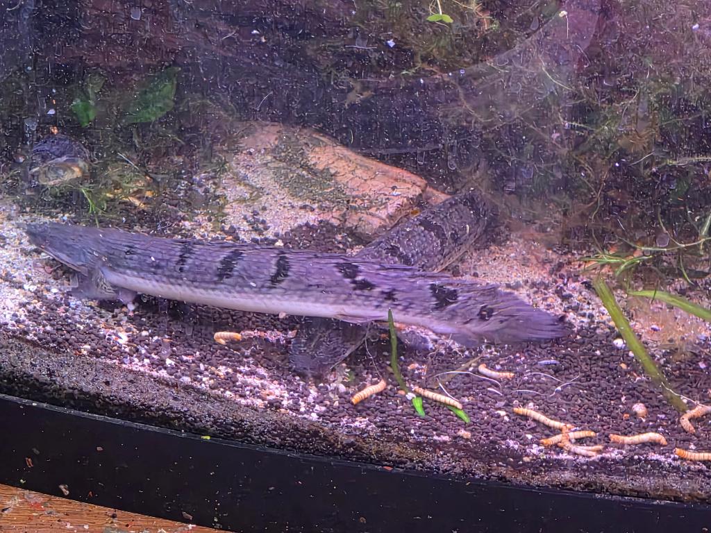 polypterus delhezi 2x, Dieren en Toebehoren, Vissen | Aquariumvissen, Vis, Zoetwatervis