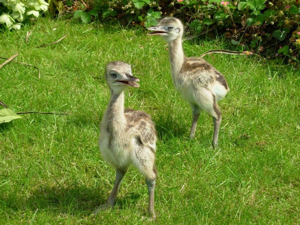 Nandoe kuikens grijs en wit , gesext, Dieren en Toebehoren, Meerdere dieren, Overige soorten