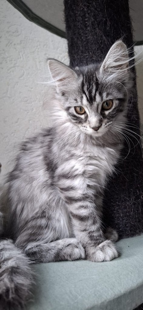 Maine Coons, een van onze mooiste nestjes, Dieren en Toebehoren, Meerdere dieren, Gechipt, 0 tot 2 jaar