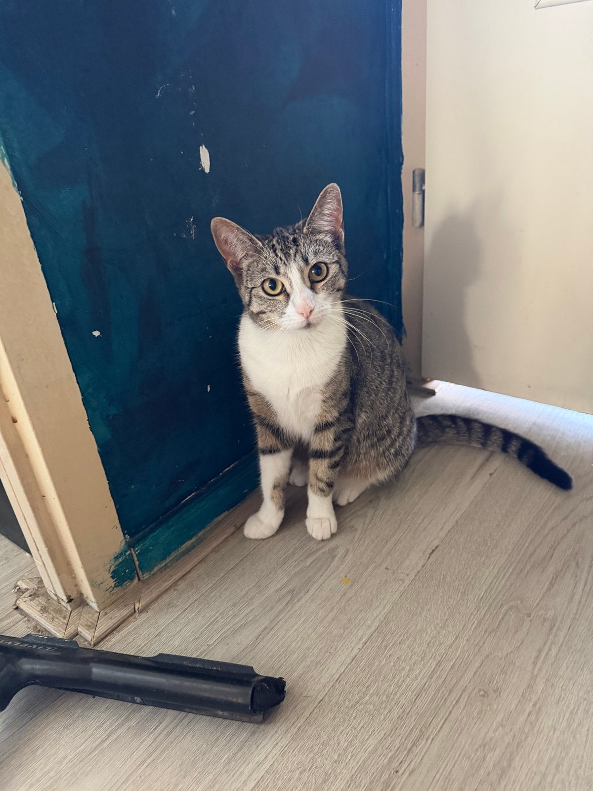 Poesje 1 jaar, Poes