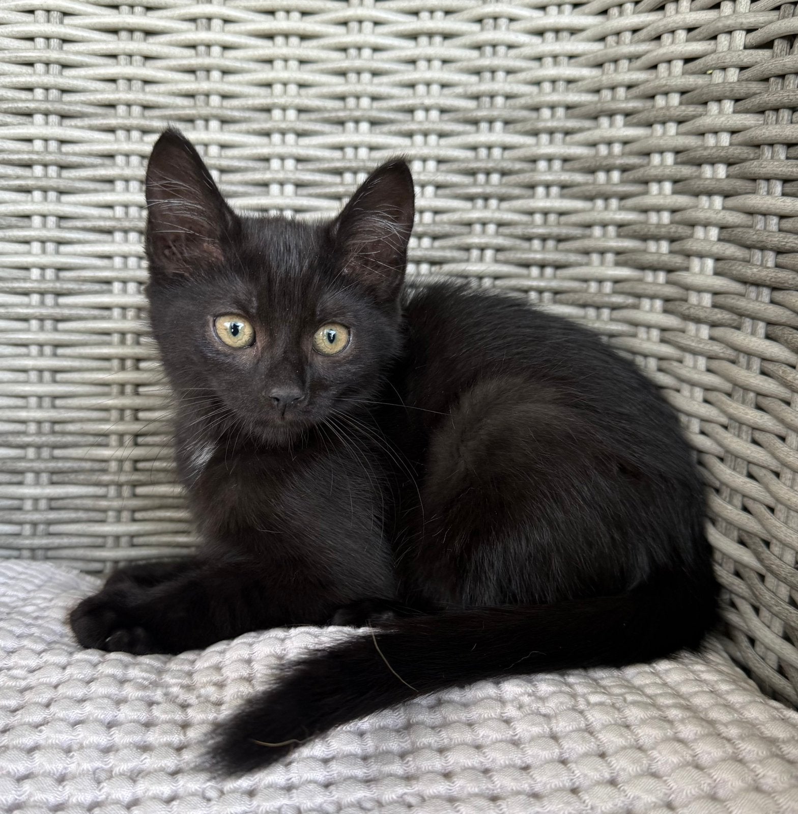 Europese korthaar x Noorse Boskat x Ragdoll, Meerdere dieren, Kortharig, 0 tot 2 jaar