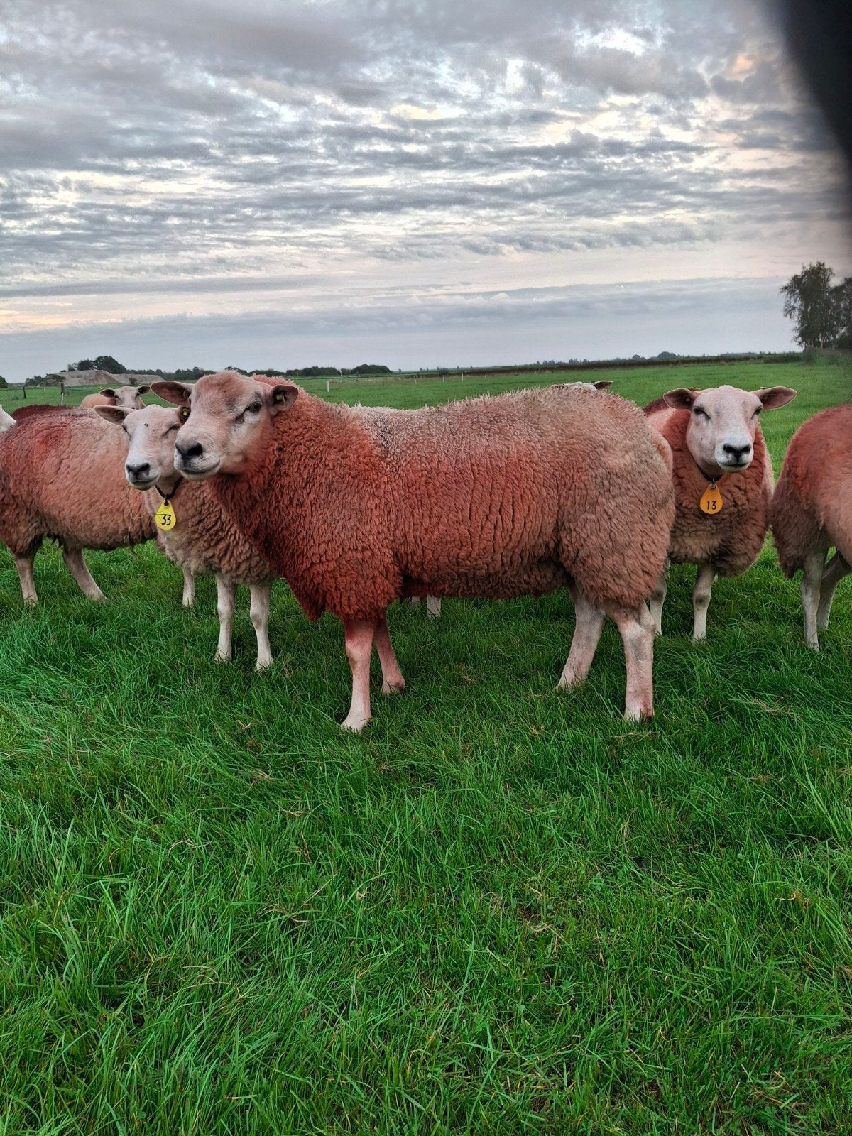 Te koop gekeurde overjarige swifter dekram, Mannelijk, Schaap, 0 tot 2 jaar