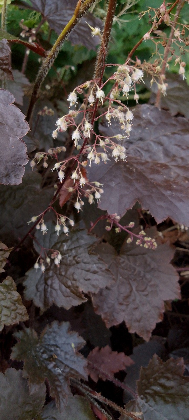 Purperklokje, Heuchera, bio, Vaste plant, Halfschaduw, Zomer, Ophalen