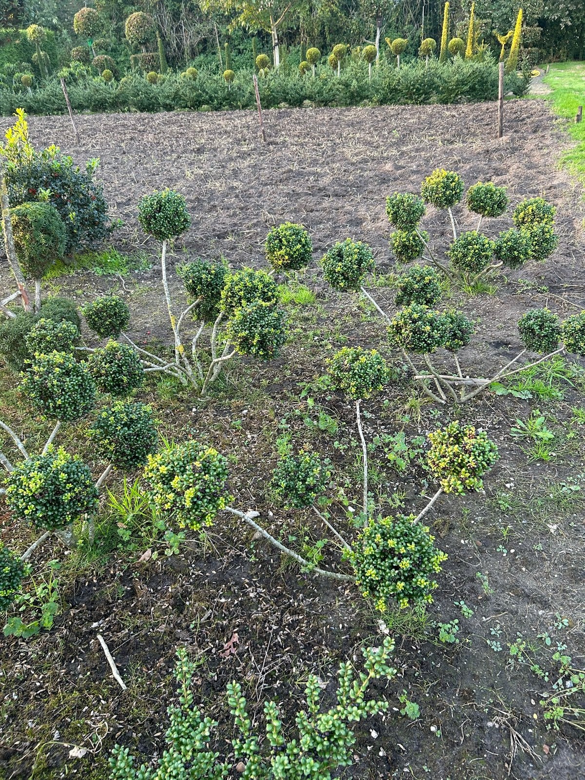 Ilex Crenata 'Convexa' - Japanse Hulst, Volle zon, Vaste plant, Bloeit niet, Ophalen