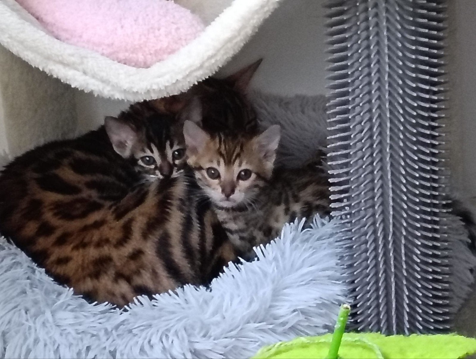 Bengaalse kitten kater Zilver, Dieren en Toebehoren, Katten en Kittens | Raskatten | Korthaar, Kater, Gechipt